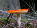 Fungi