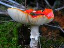Fungi