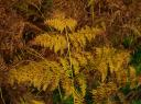Autumn fern