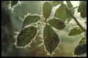 Frosty leaves