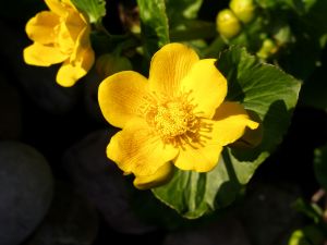 Marsh Marigold