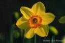 daffodil.jpg