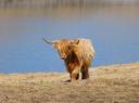 Highland Cattle