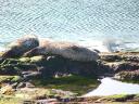 Seals on Islay