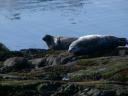 Seals in Portnahaven
