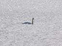 Swan at Finlaggan