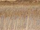 Reeds at Finlaggan