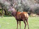 Deer on Islay