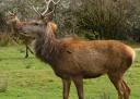 Deer on Islay