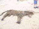 Highland Cow Sand and Seaweed sculpture